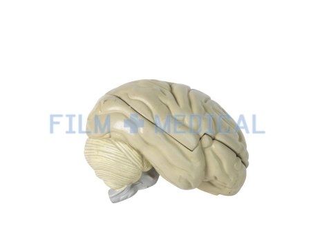 Model of Human Brain